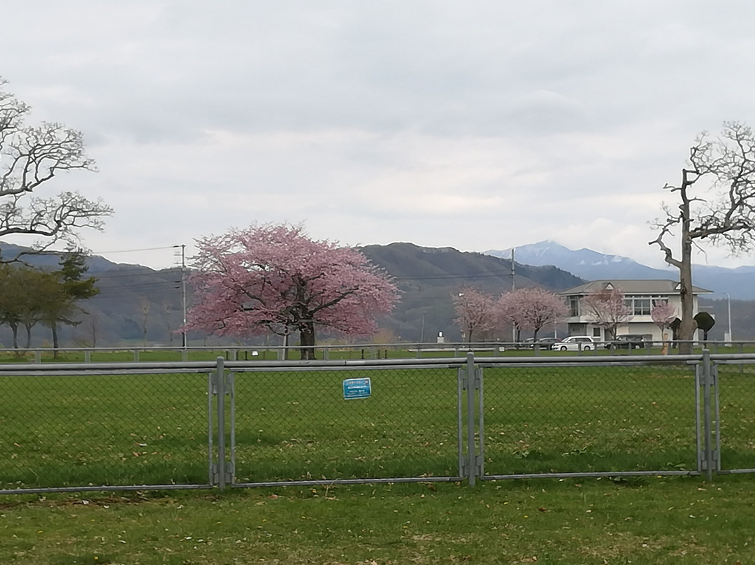 Yushun Sakura Road景点图片