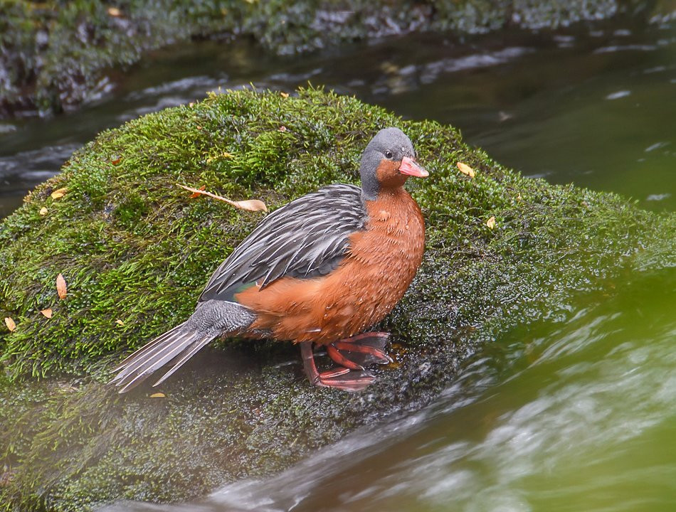 Pucon Birding-普孔必去景点