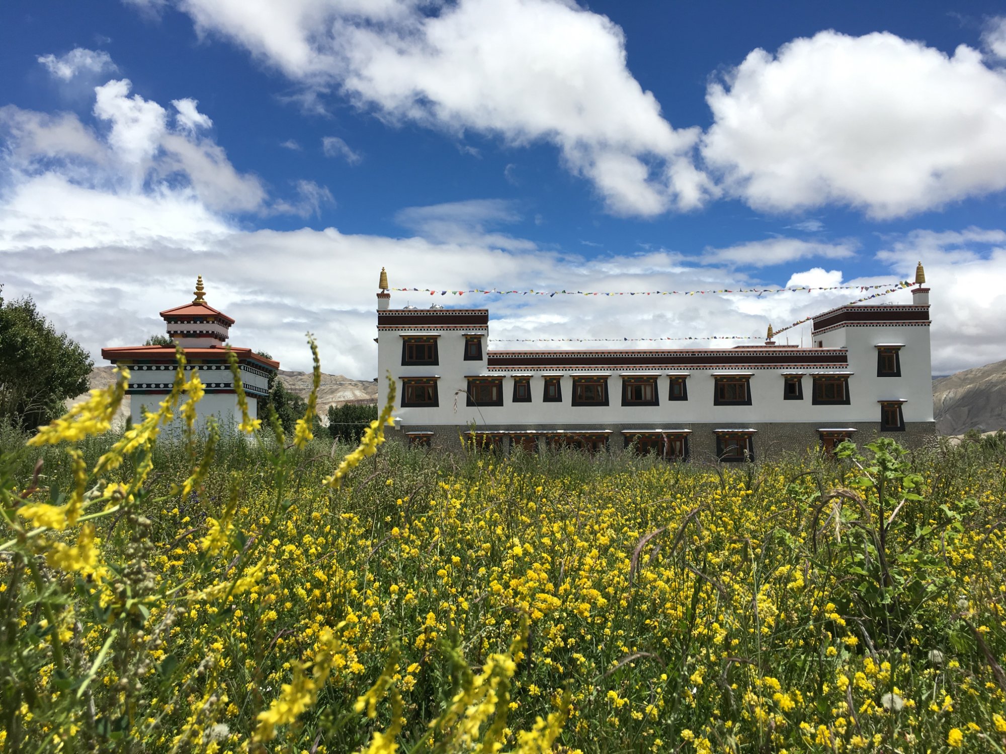 Royal Mustang Resort-官方