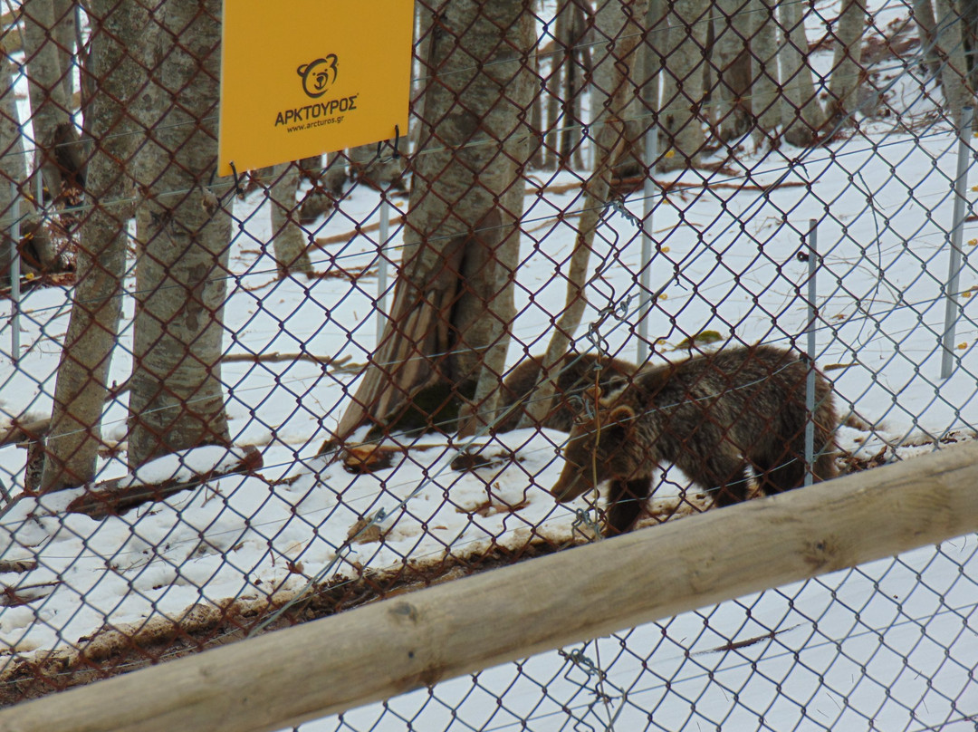 Arcturos Brown Bear Sanctuary景点图片