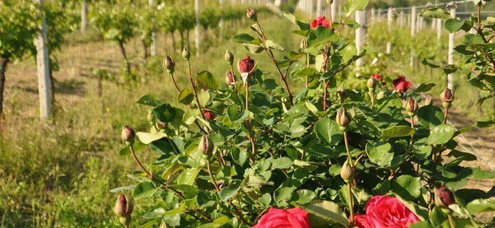 Azienda Agricola Mario Torelli景点图片