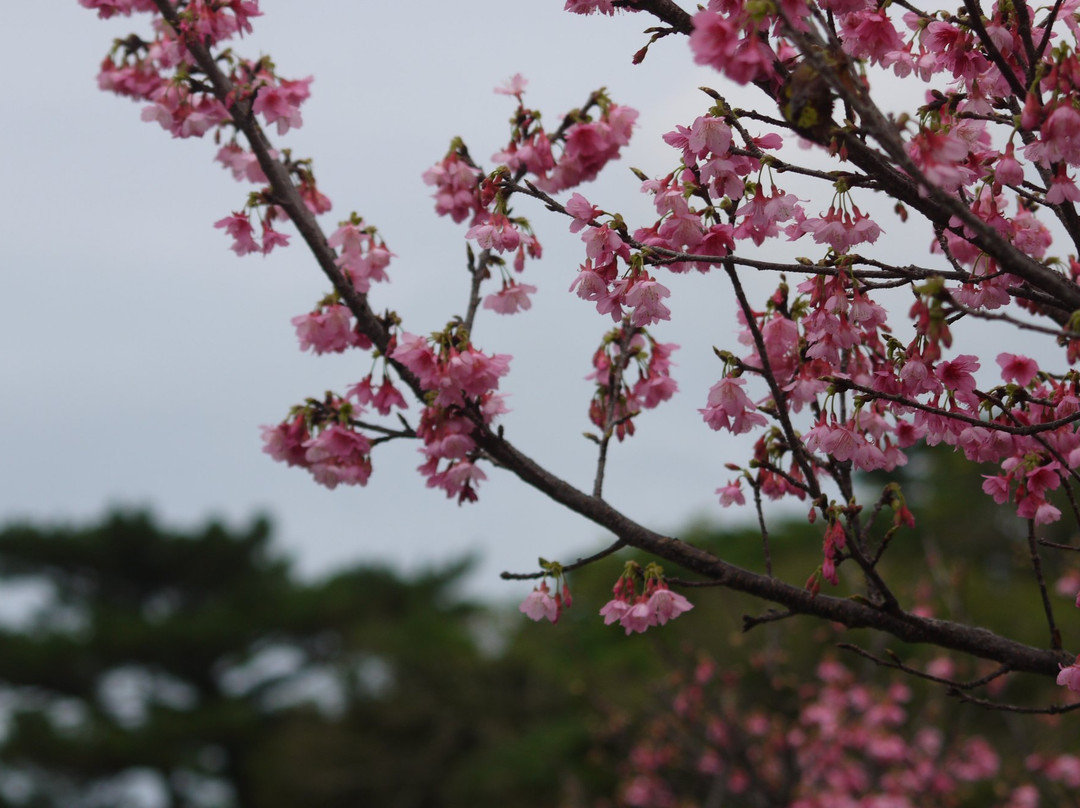Sakura Komichi景点图片