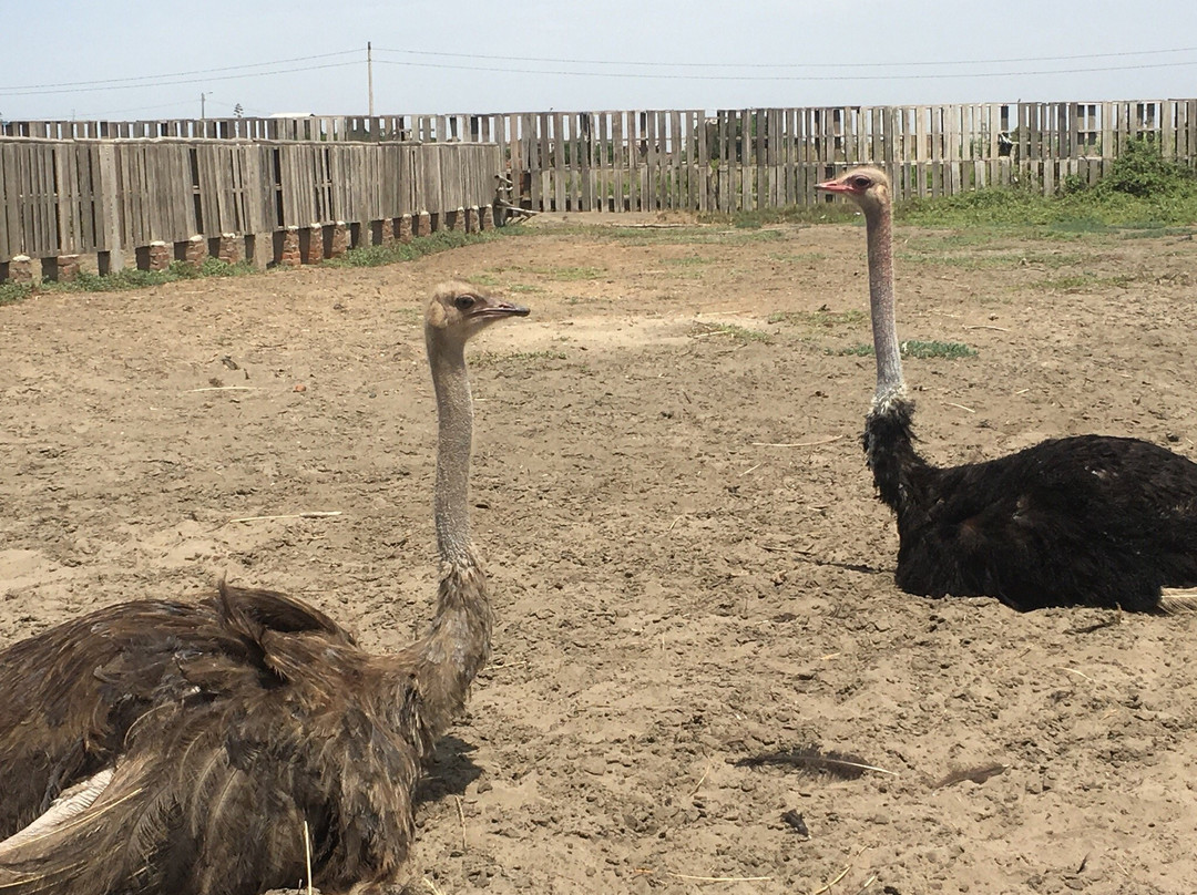 Aves Gigantes de Peru-Pimentel必去景点