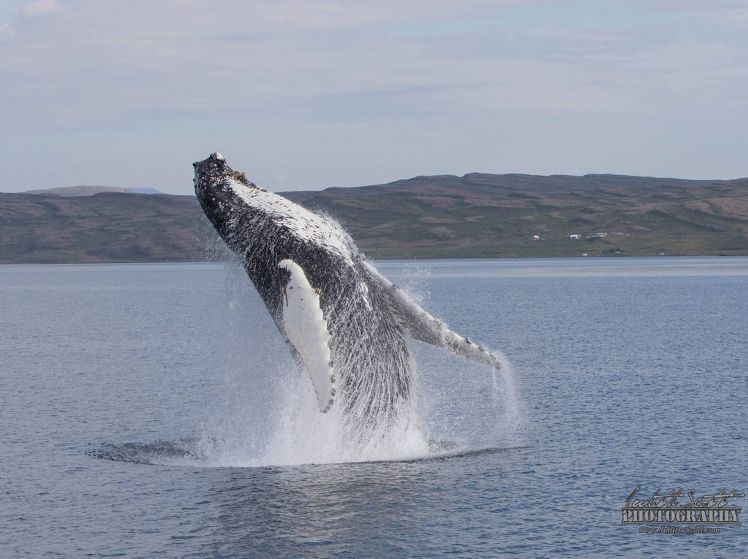 Laki Tours Whale Watching - Olafsvik