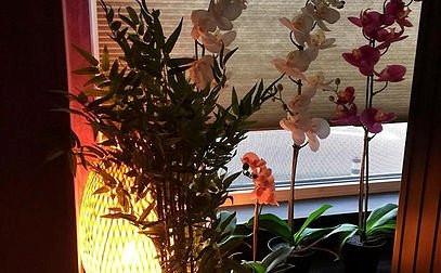 Thai Orchid Massage Strassen-施特拉森必去景点