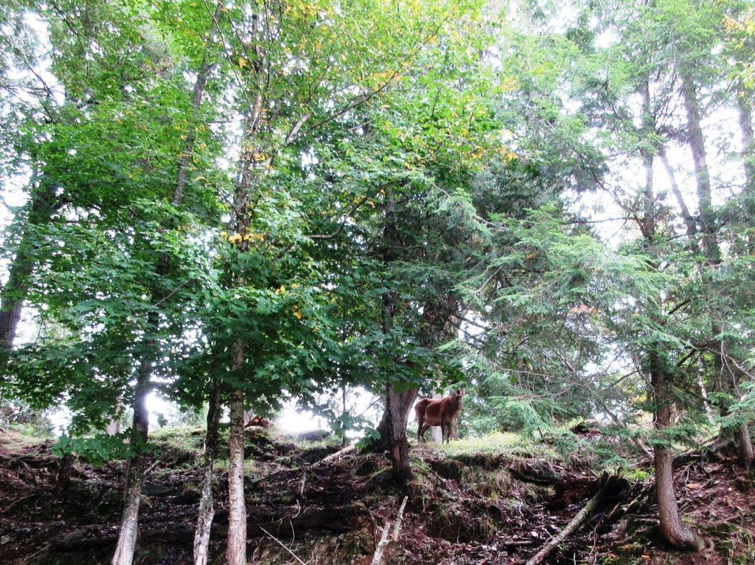 Saint Anselme旅游攻略图片