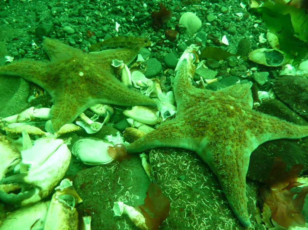 Nanaimo Dive Outfitters-纳奈莫必去景点