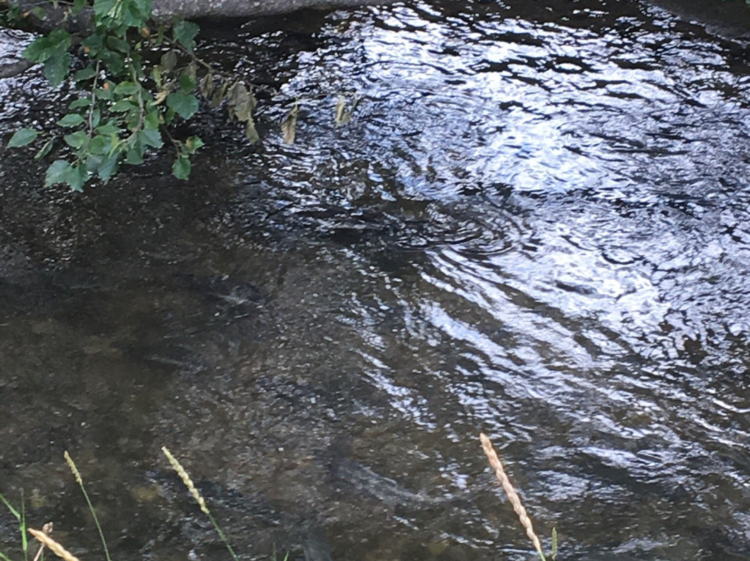 Pullen Creek Stream Walk-史凯威必去景点