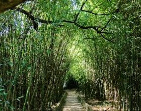 Parque Ecológico Eugênio Walter景点图片
