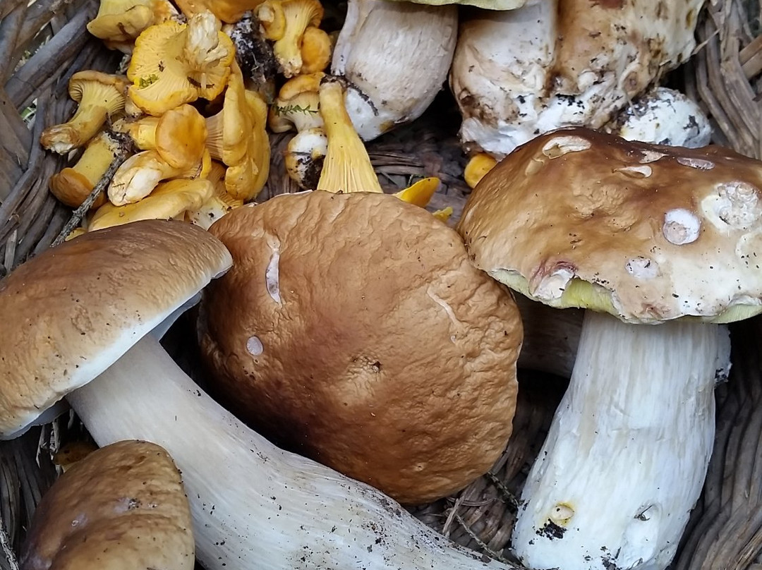 Rasun Anterselva旅游景点-Biotopo Rasun