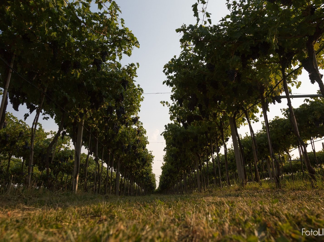 Azienda Agricola Dindo-Fumane必去景点