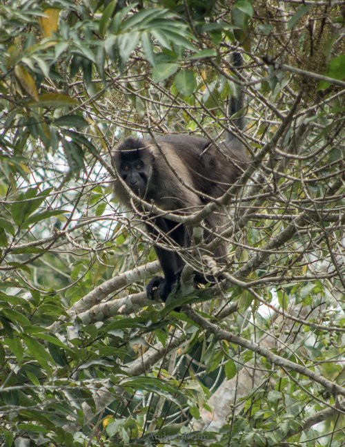 Ivindo National Park-Ogooue-Ivindo Province必去景点