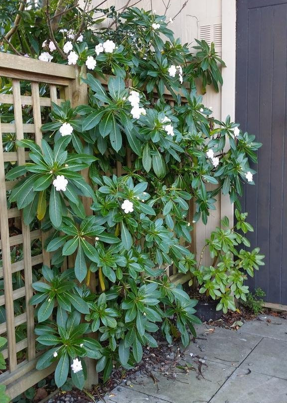 Ariki Lodge Motel主图