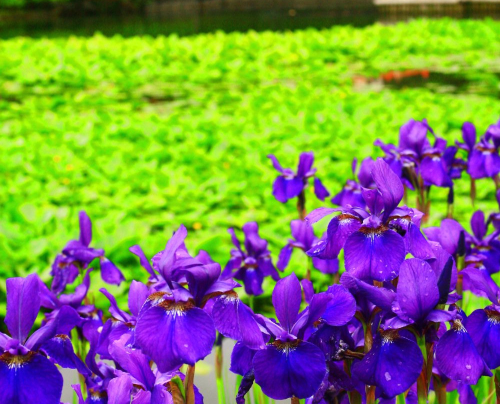 Hayamizu Park-都城市必去景点