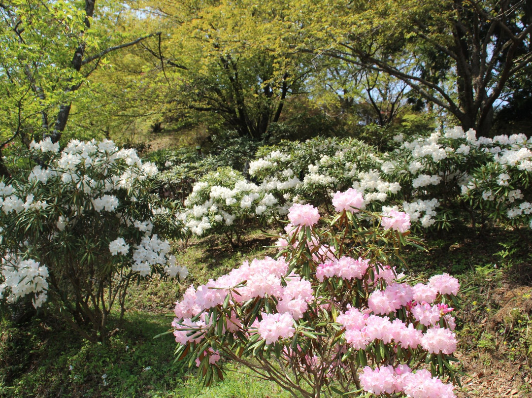 Wampaku Okoku Soyokaze no Oka景点图片
