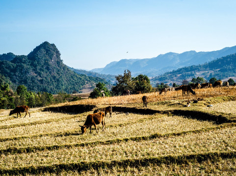 Mister Min Min's Trekking Tours-格劳必去景点