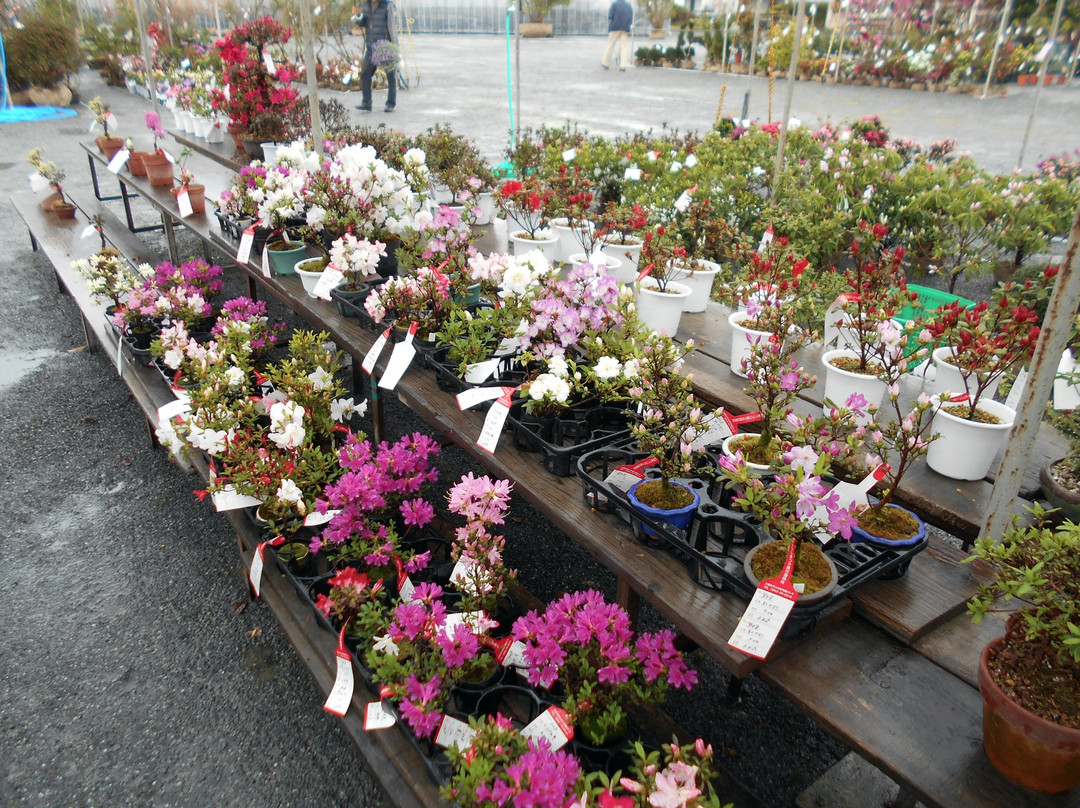 Kurume Azalea Festival景点图片
