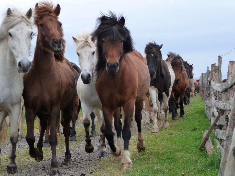Tophorses-莫斯费德斯拜尔必去景点