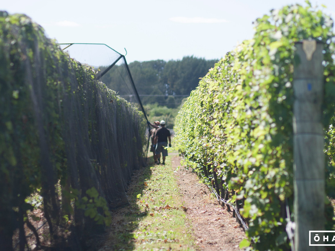 Ohau Wines-Ohau必去景点