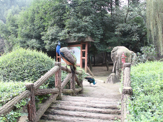 塔子山公园-成都必去景点