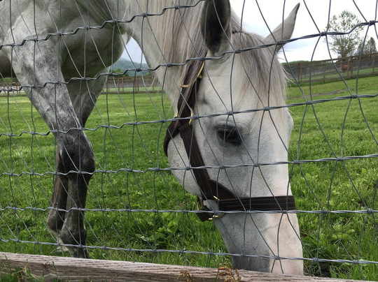 Big Red Farm-新冠町必去景点