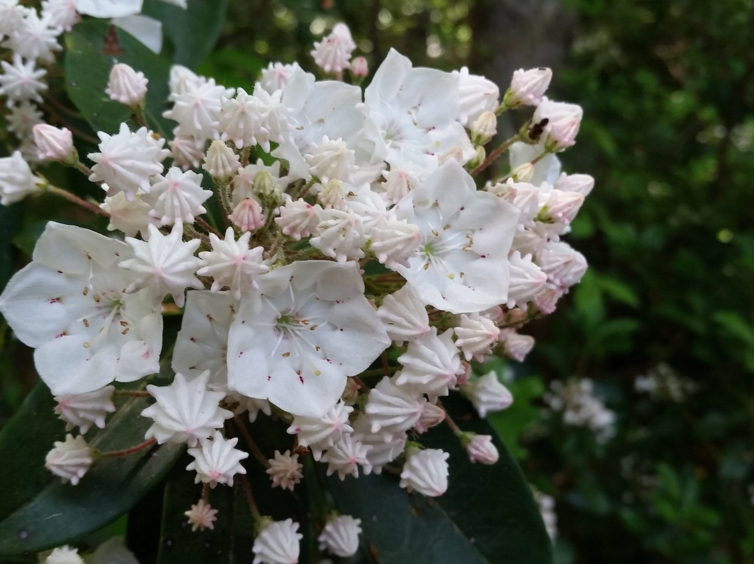 Burr Pond State Park-托灵顿必去景点