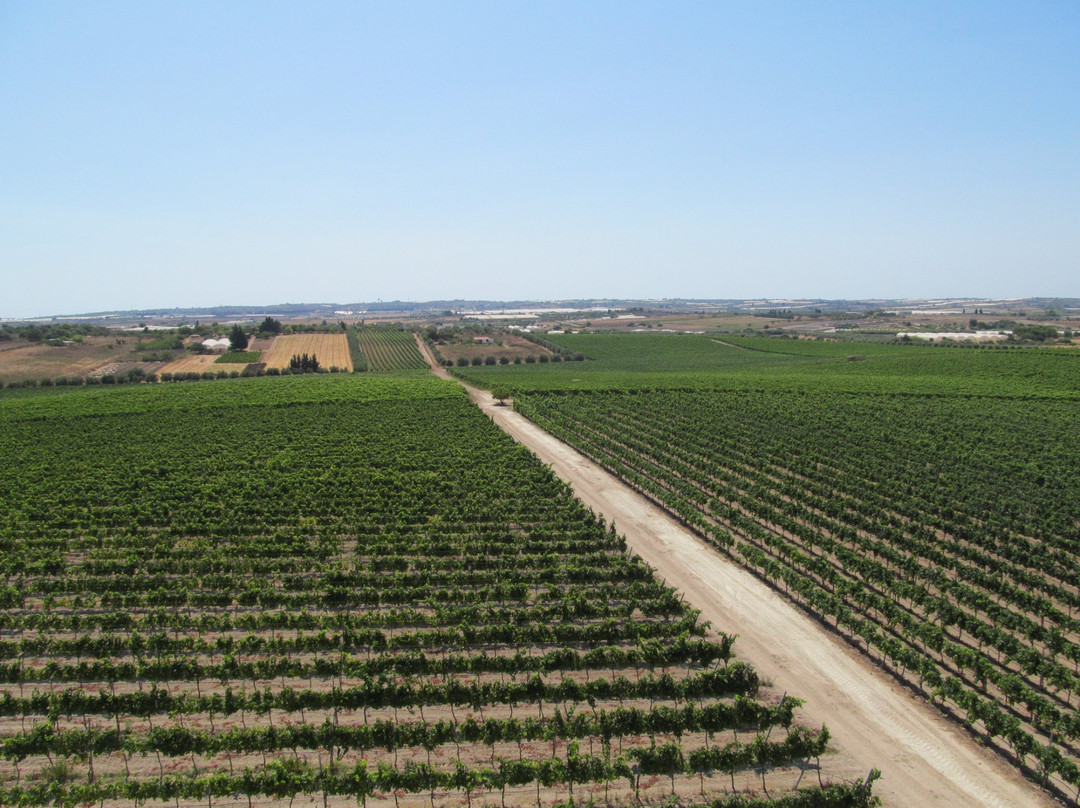 Terre di Noto - Vigneti e Cantine景点图片
