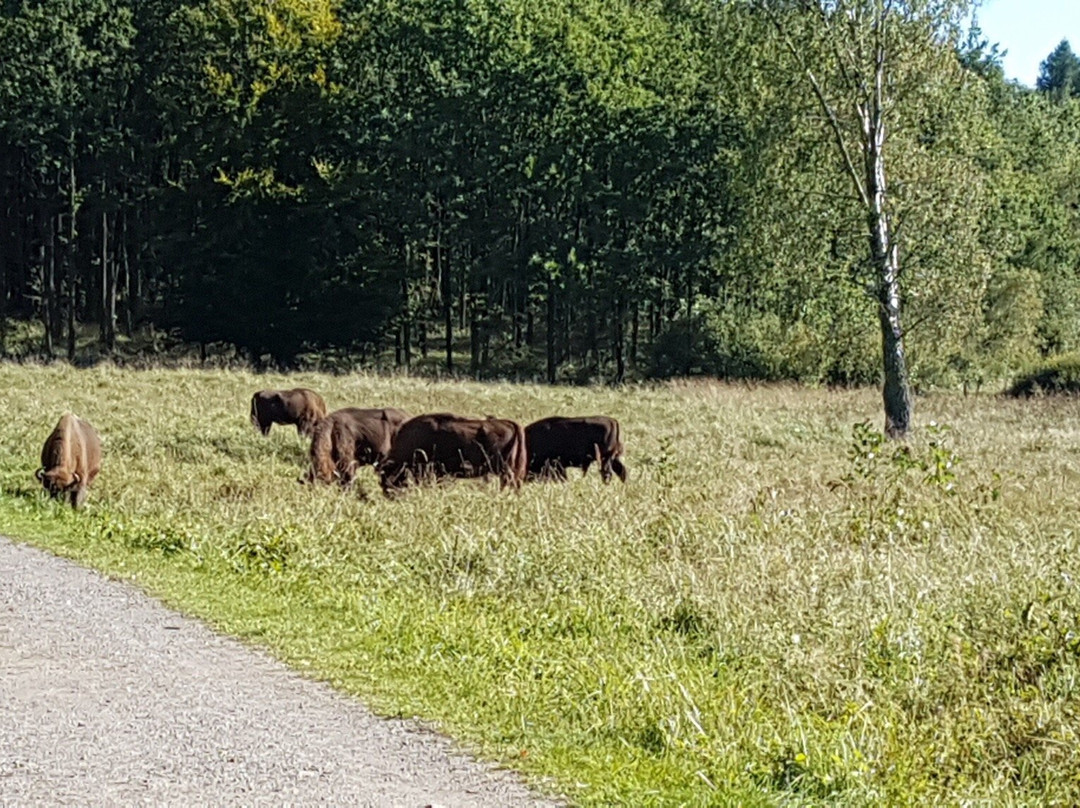 Akirkeby旅游景点-Almindingen Forest