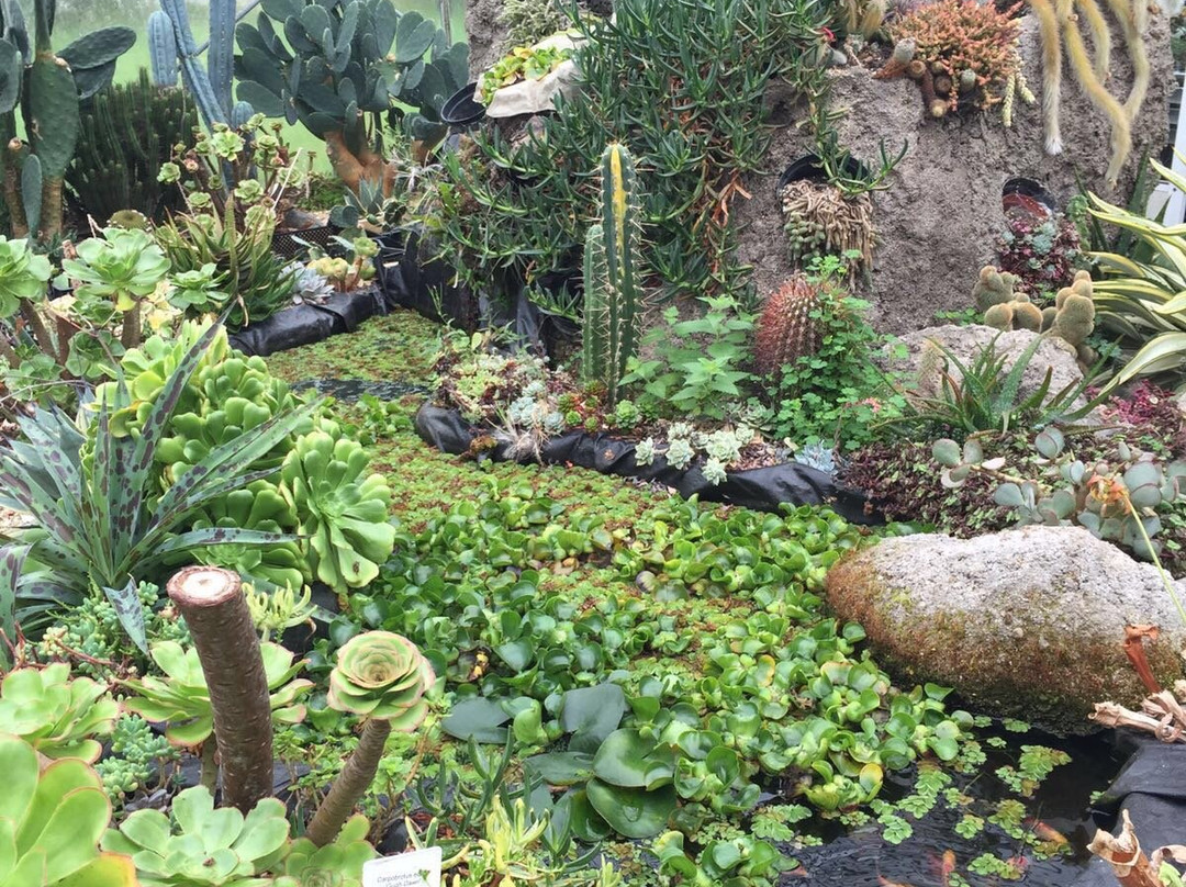 Cactus Shop-Winkleigh必去景点