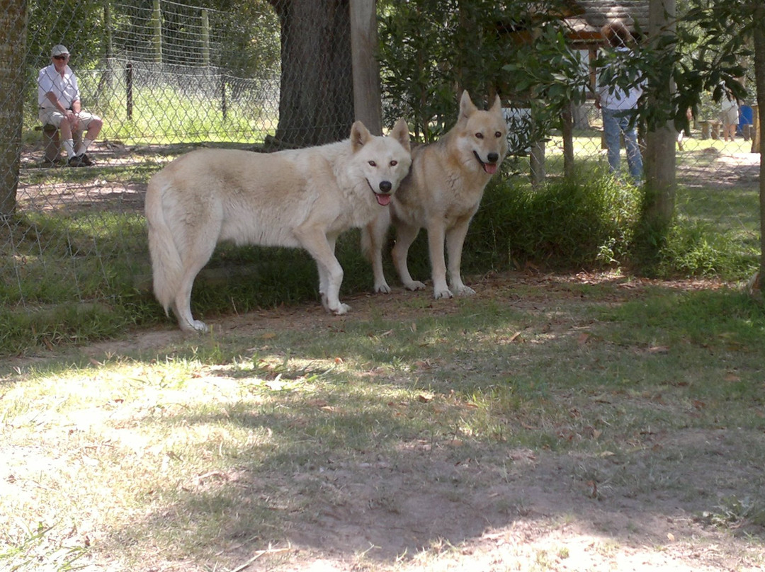 Tsitsikamma Wolf Sanctuary-Witelsbos必去景点