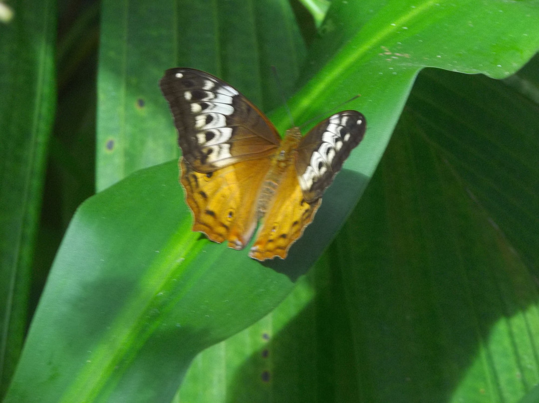 Butterfly Shop Kuranda景点图片