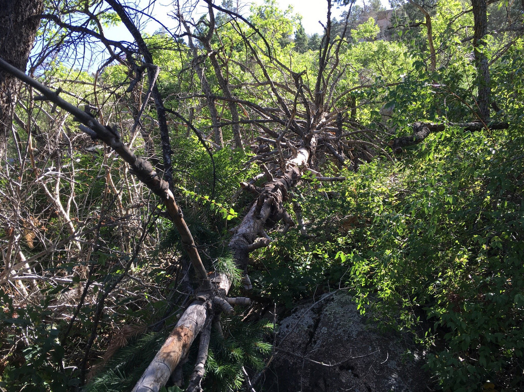 Pino Canyon-Tijeras必去景点