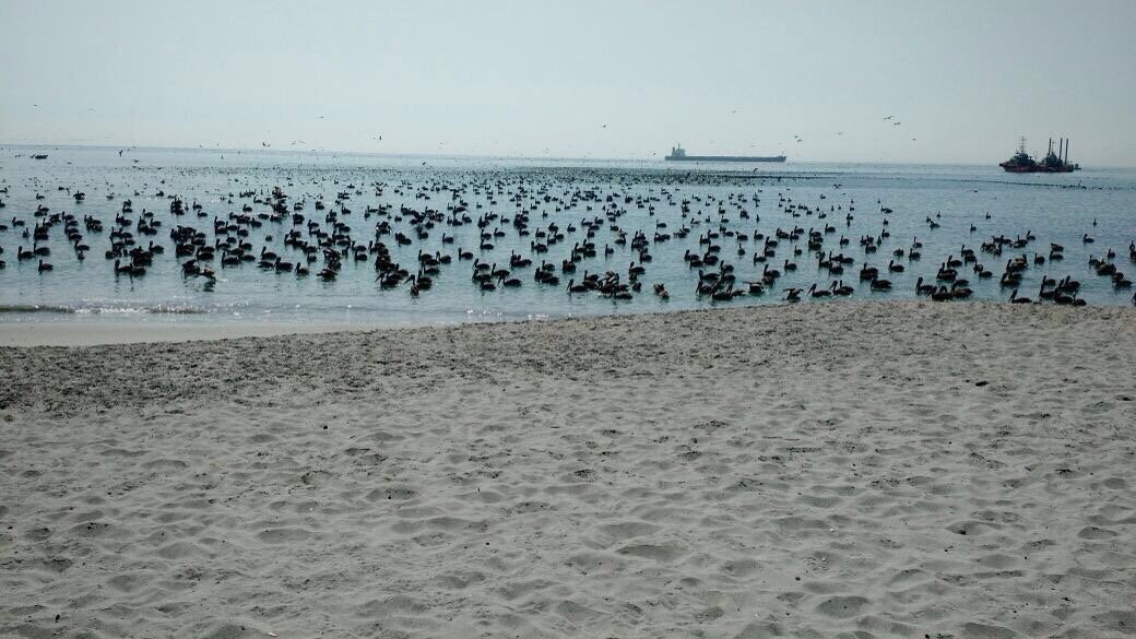 Hotel Mejillones-官方