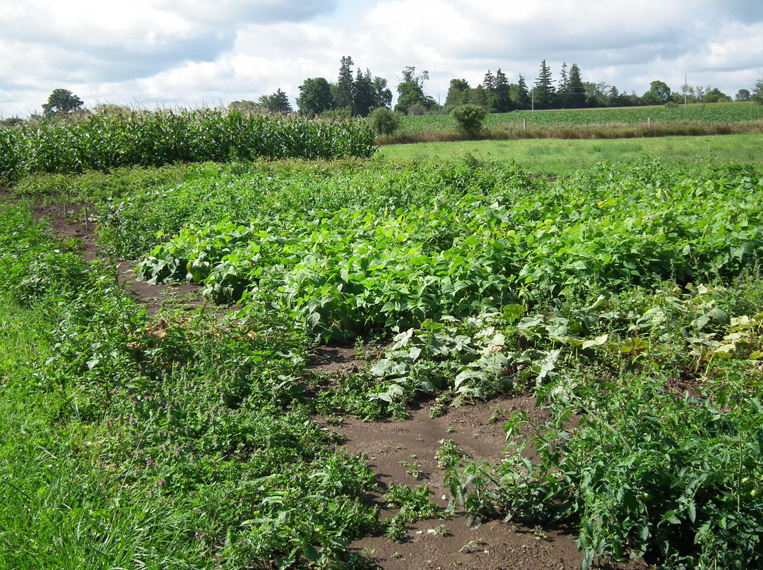 Transvaal Farm Guest House主图