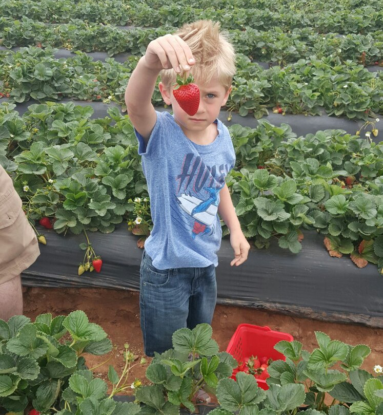 Kenny's Strawberry Farm-Fallbrook必去景点