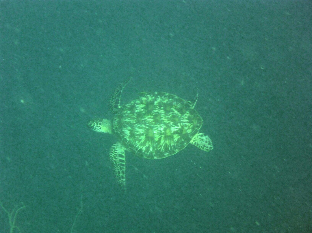Anda Divers Enjoy - Day Dive景点图片