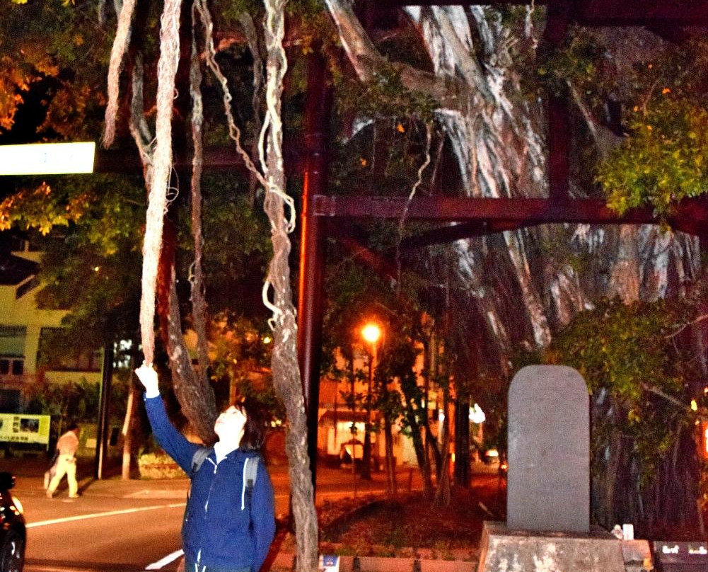 Nago Himpun Banyan Tree-名护市必去景点