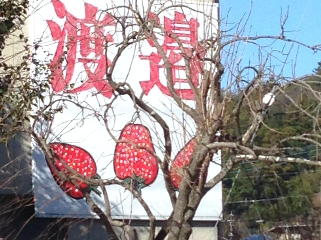 Watanabe Strawberry Farm-君津市必去景点