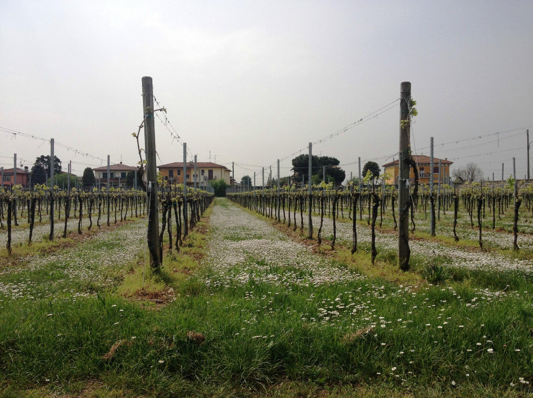 Azienda Agricola Ugo Vezzoli景点图片