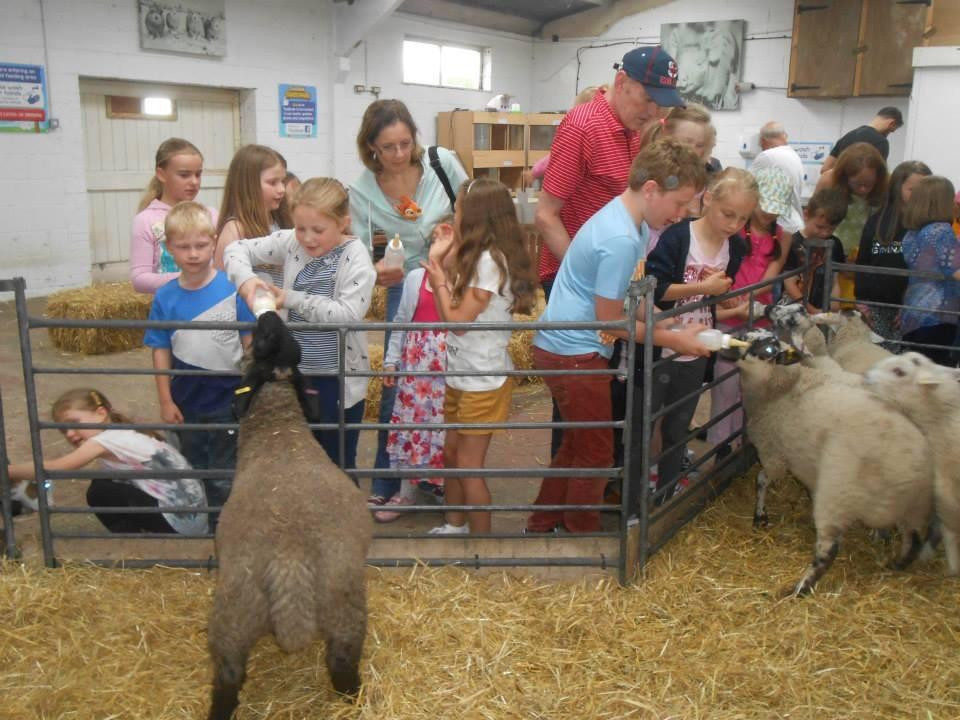 Cockfields Farm Park景点图片