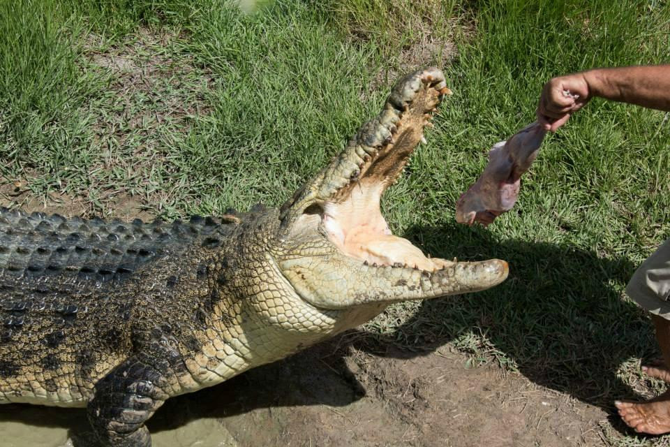 Bredl's Wildlife景点图片