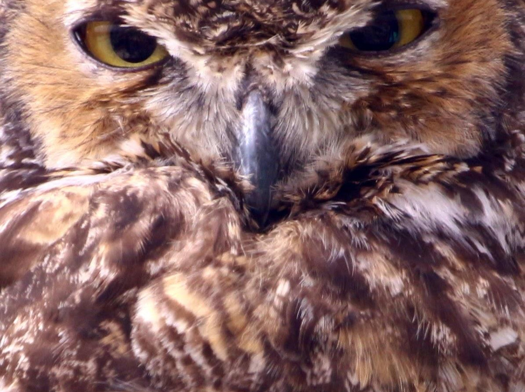 Sunriver Nature Center-太阳河必去景点
