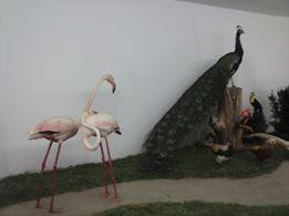 Mammoth Cave Wildlife Museum景点图片