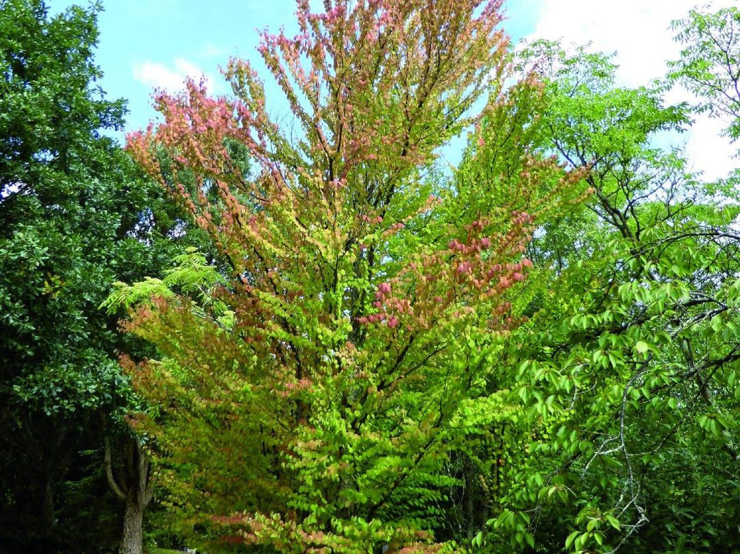 Arboretum Cimetière Parc景点图片