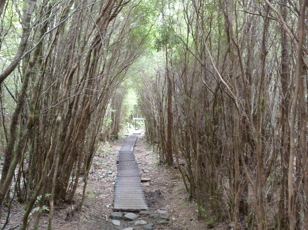 Sendero Los Alerces del Rio Blanco景点图片