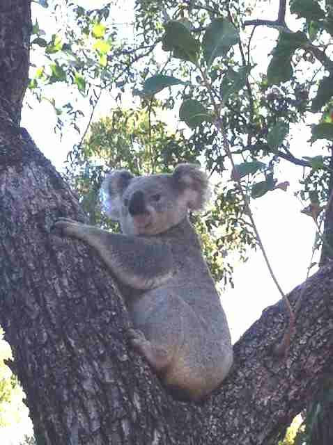 Magnetic Island Country Club-Picnic Bay必去景点