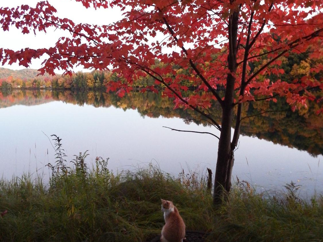 Auberge du Coq de Montagne主图