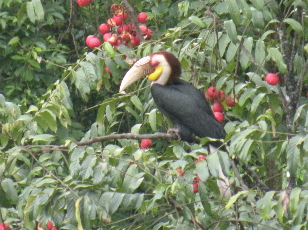 Pakke Wildlife Sanctuary and Tiger Reserve,景点图片