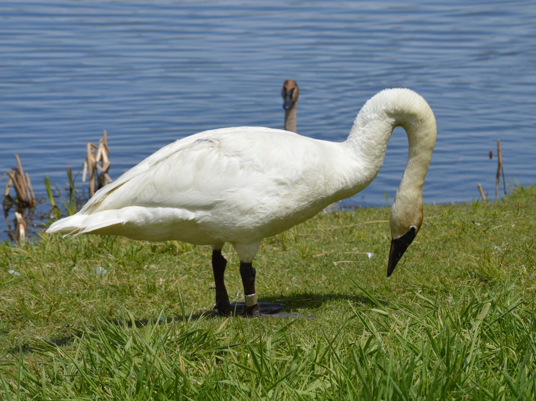 Fielding Memorial Park-Sudbury必去景点