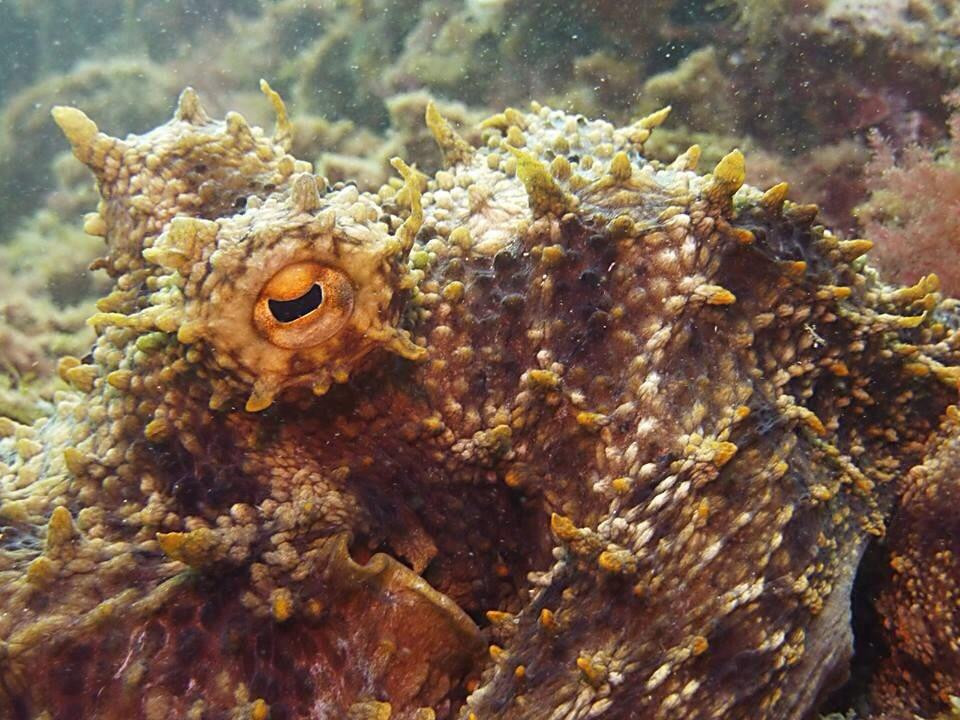 C.I.P de Nice (Centre International de Plongée)-尼斯必去景点